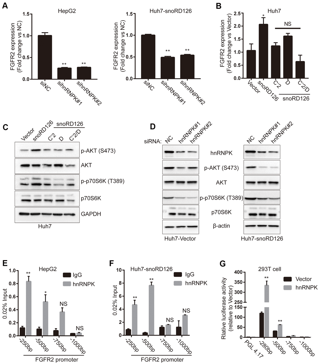 SnoRD126 combining with hnRNPK to up-regulate FGFR2. (A) qRT-PCR assay for FGFR2 expression in HepG2 cell and snoRD126-overexpressing Huh7 cells after transfected with hnRNPK siRNAs. (B) qRT-PCR assay for FGFR2 expression in Huh7 cells with snoRD126 WT or mutants-overexpressing. (C) Overexpression of snoRD126 rather than the mutants activated phosphorylation of AKT and p70S6K in Huh7 cells as measured by immunoblotting. (D) Immunoblotting was performed for the indicated proteins in snoRD126- or vector-overexpressed Huh7 cells with hnRNPK siRNA treatment. (E, F) ChIP assay using hnRNPK antibody followed by qRT-PCR assay for hnRNPK occupancy at FGFR2 promoter region in (E) HepG2 and (F) snoRD126-overexpressed Huh7 cells. Four primer pairs were used to assess the occupancy at every 250 bp upstream of FGFR2 transcription start site (TSS). (G) Luciferase reporter assays for FGFR2 promoter activity after transiently transfected hnRNPK in HEK-293 cells, mean ± SD, **PC, D), loading control.