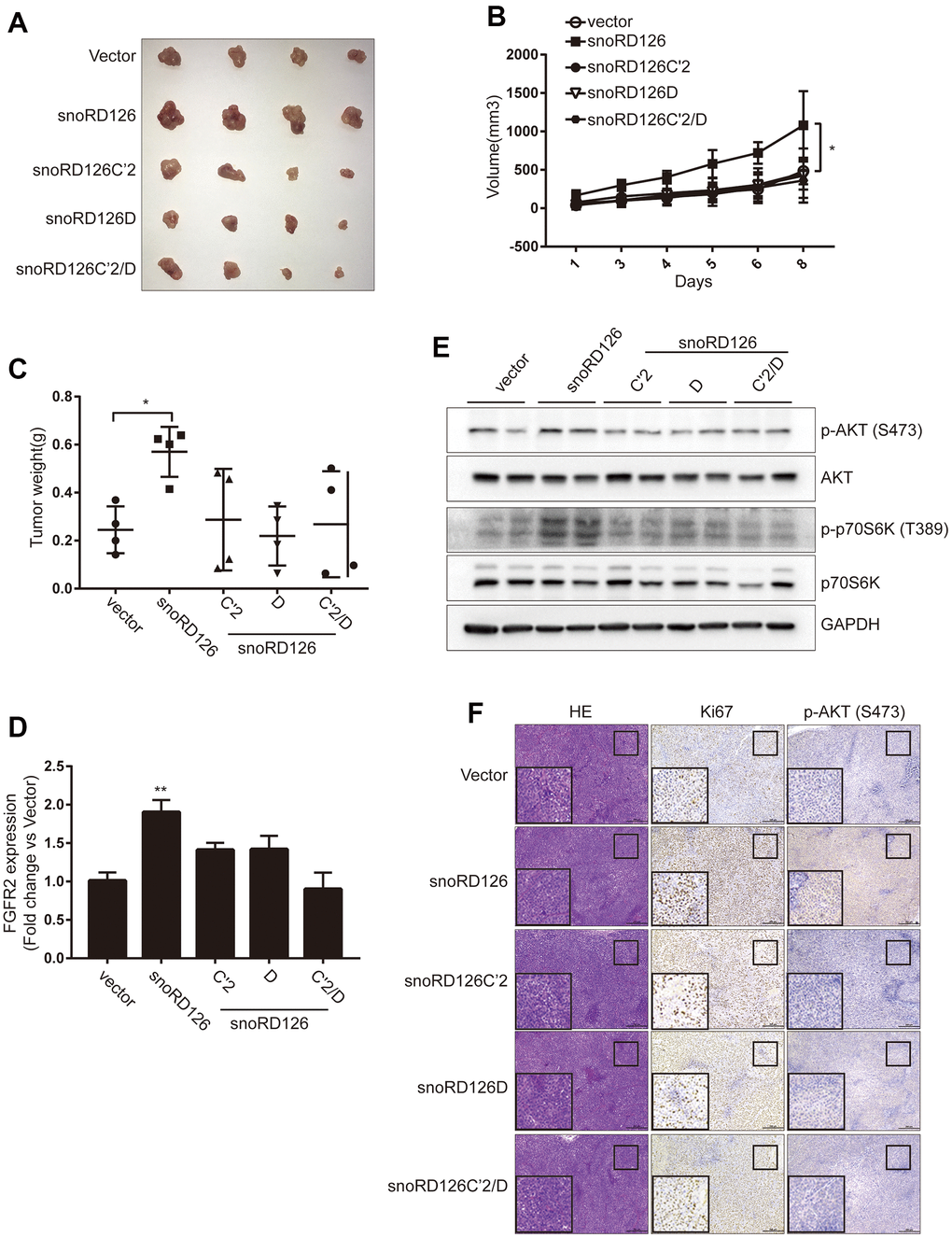 SnoRD126 mutants did not change the rate of tumour growth in vivo. (A) The xenograft tumours photograph after stably overexpressing snoRD126 and its mutants in Huh7 cells. (B) Overexpressing snoRD126, not the mutants, increased tumour volume. (C) Overexpressing snoRD126, not the mutants, increased tumour weights. (D) WB assay was used to analyze the changes of the indicated protein levels in tumours. (E) qRT-PCR assay for FGFR2 expression in tumours. (F) Immunohistochemistry showing snoRD126 overexpressing led to an increase of Ki67 protein and phosphorylation of AKT levels rather than its mutants. mean ± SD, *P