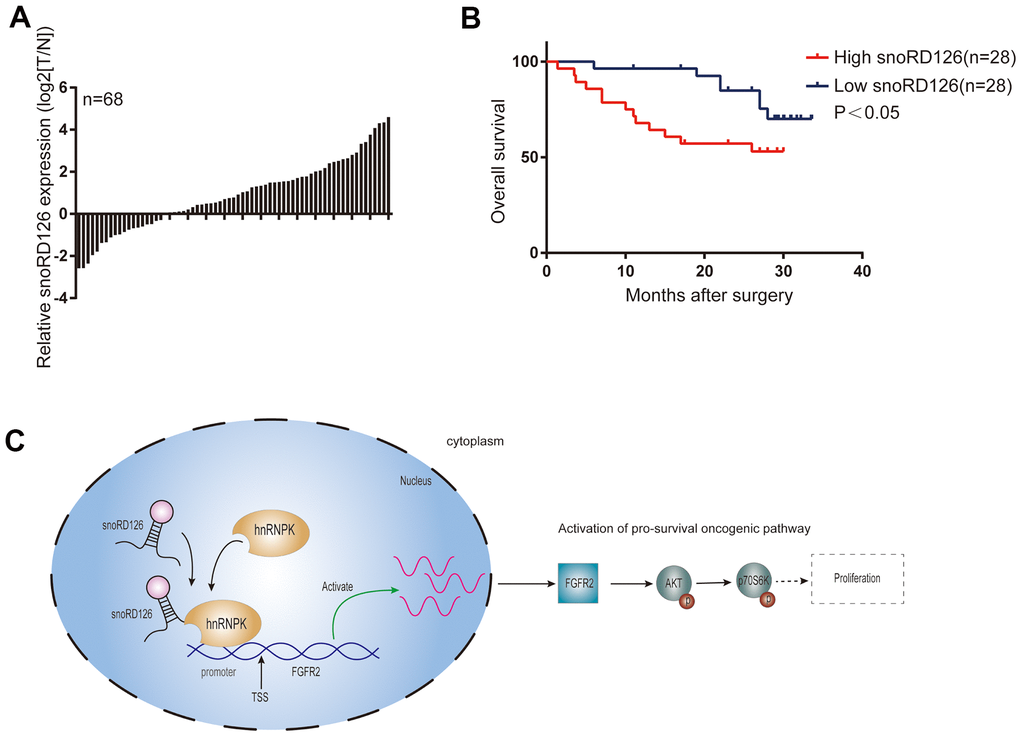 SnoRD12 is highly expressed in HCC patient samples and represents poor prognosis. (A) qRT-PCR assay detected snoRD126 expression in 68 pairs of HCC and adjacent nontumorous liver tissues. snoRD126 in HCC tissues were quantified and are shown in the bar chart after being normalized to their own adjacent nontumorous liver tissues. (B) Kaplan-Meier’s analysis of the correlation between snoRD126 expression and the overall survival of HCC patients. (C) Schematic model according to the results of this study.