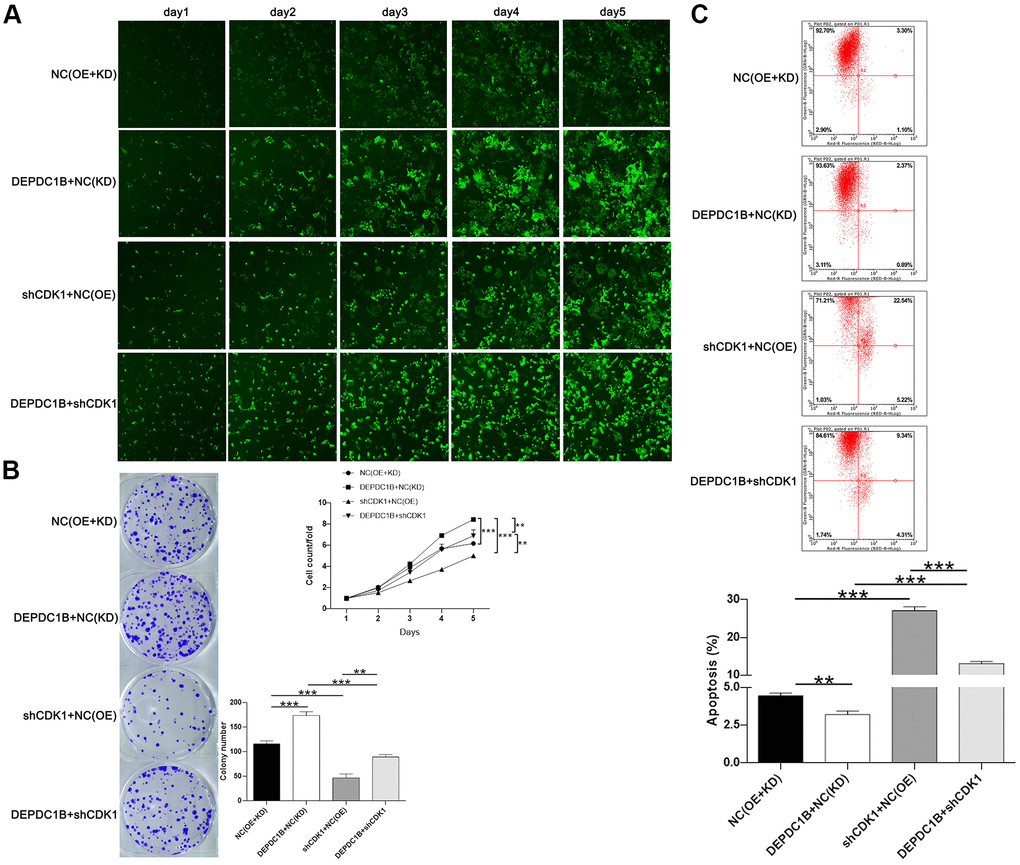 Functions on cell progression. (A) The results of Celigo cell counting assay show that, compared with NC(OE+KD) group: the cells in DEPDC1B+NC (KD) group exhibited faster proliferation rate (PB) The results of colony formation assay show that, compared to NC(OE+KD) group: the cell colony number in DEPDC1B+NC(KD) group was significantly increased (PC) The results of flow cytometry demonstrate that: compared to NC(OE+KD) group: cell apoptosis was decreased in DEPDC1B+NC(KD) group (P