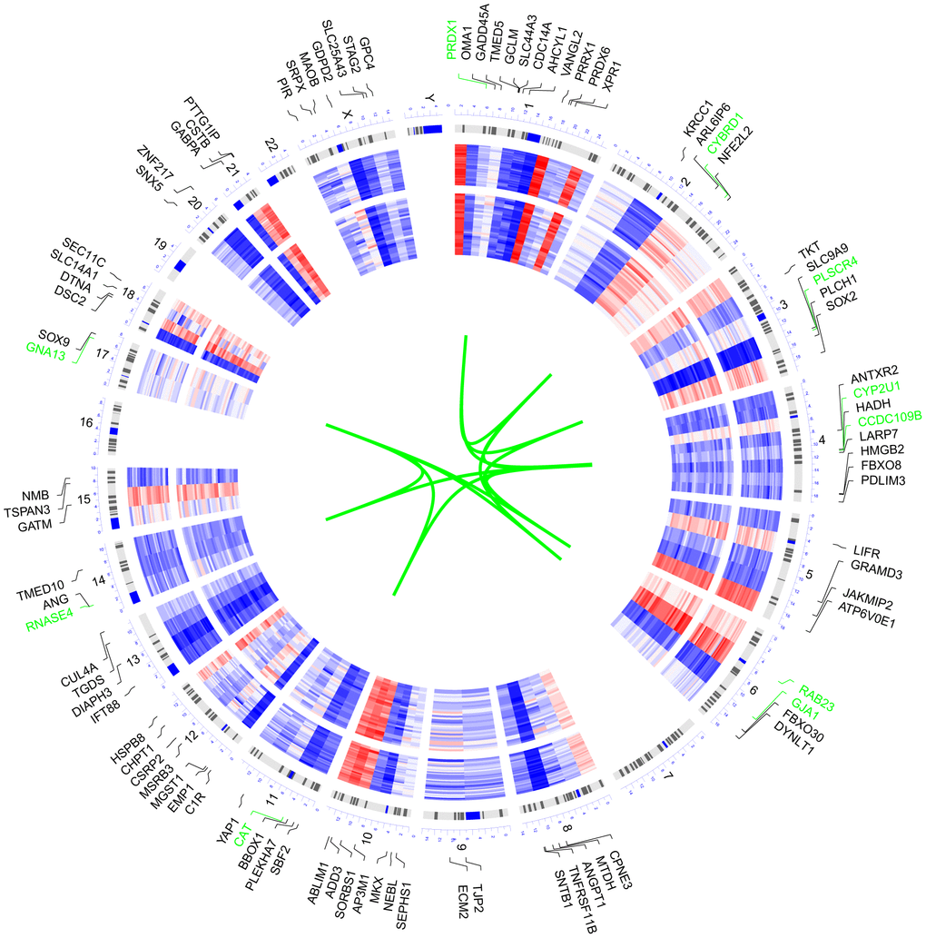Circular visualization of connectivity, expression patterns, and chromosomal positions of the 100 genes with the highest MM value in the target module. The expression profiles of control (outer ring) and AD (inner ring) individuals of GSE29378 were presented in the circular heatmap. “Red” indicates upregulation, “blue” represents downregulation, and “white” denotes genes that are not present in a given dataset. The outer circle represents chromosomes; lines coming from each gene point to their specific chromosomal locations. The ten genes with the highest MM value were shown in green font and they were connected with green lines in the center of the circles.