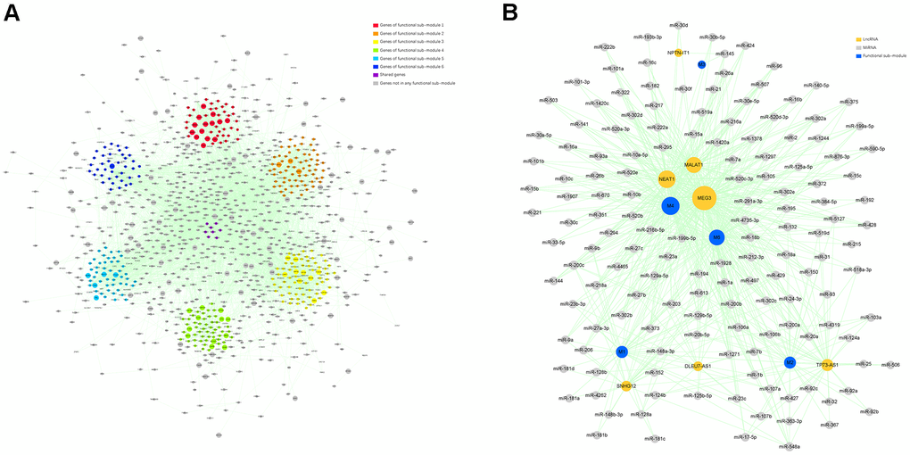 Identification of the functional sub-modules and construction of a ceRNA network. (A) The PPI network containing 6 functional sub-modules in the target module. Red nodes indicate genes in functional sub-module 1; “orange” indicates genes in functional sub- module 2; “yellow” indicates genes in functional sub-module 3; “green” indicates genes in functional sub-module 4; “bule” indicates genes in functional sub-module 5; “indigo” indicates genes in functional sub-module 6; “purple” indicates genes shared by over 2 functional sub-modules; and “gray” indicates genes not belonging to any functional sub-module. The size of certain node reflects the corresponding gene’s MM value. (B) A ceRNA network describing lncRNA–miRNA–functional sub-module interaction. “Indigo” indicates functional sub-module; “orange” indicates lncRNA; and “gray” indicates miRNA. The size of certain node reflects its degree value in the network.