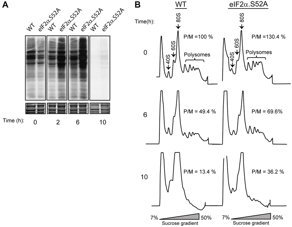 Phosphorylation of eIF2α plays a key role in protein translation. (A) Metabolic labelling by 35S-methionine/cysteine incorporation in WT and eIF2α.S52A cells grown in YES medium. Cells were cultivated to exponential growth phase (time 0) or later time points, as indicated, and labelled for 10 min prior to harvesting. Labelled proteins present in cell extracts were visualized by autoradiography after SDS-PAGE separation (top panel). Coomassie staining shows the total protein levels loaded in each lane (bottom panel). (B) Polysome profile analysis of WT and eIF2α.S52A cells. Cell extracts were separated in 7-50 % sucrose gradients and fractioned as described in the Materials and Methods. Polysome/monosome ratios (P/M) were quantified and are shown for each profile. Values are expressed as %, considering the 100% value for WT cells at time = 0, and represent the mean value of three independent experiments. Data information: (A, B) Representative results from at least three independent experiments.