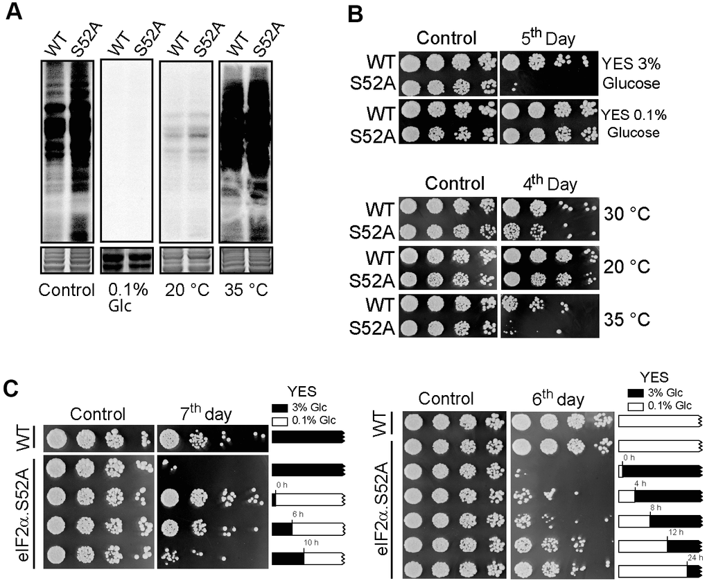 Effect of nutrient deprivation and temperature on translation and lifespan. (A) Translation rate of WT and eIF2α.S52A (S52A) cells measured by 35S-methionine/cysteine metabolic labelling. Coomassie staining shows the total protein levels loaded in each lane (bottom panel). Cells were grown in standard conditions (3% glucose YES medium at 30° C, Control) or low glucose (0.1% Glc) YES medium and at 20° C or 35° C prior to labelling. Cells were metabolically labelled, as previously described. (B) Longevity assay of WT and eIF2α.S52A (S52A) cells cultivated under conditions described in A). Serial dilutions (1/5) of cells were plated onto YES-Agar plates at the exponential phase (Control) or several days after reaching stationary phase of growth, as indicated, and incubated at 30° C for 2-3 days. (C) Longevity assay of cells shifted from 3% to 0.1% glucose YES medium during exponential growth phase. Left panel: eIF2α.S52A cells growing in 3% glucose (black boxes) were shifted to 0.1% glucose YES medium (white boxes) at indicated times. Right panel: eIF2α.S52A cells growing in 0.1% glucose YES medium were shifted to 3% glucose by addition of glucose at the indicated times. WT and eIF2α.S52A cells grown in 3% or 0.1% glucose YES medium during the whole experiment were used as control. Serial dilutions of cells were plated as described in panel (B). Data information: (A–C) Representative results from three independent experiments.