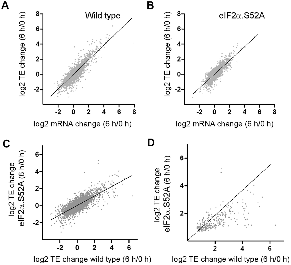 Translation-dependent changes of gene expression mediated by eIF2α phosphorylation during the pre-stationary phase of growth. (A, B) Scatter plots comparing log2 fold change in total mRNA levels and in translation efficiencies (TE) of (A) WT and (B) eIF2α.S52A cells growing exponentially (0 h) and after 6 h of growth in YES medium. (C) Scatter plot comparing log2 fold change in TE between WT and eIF2α.S52A cells growing exponentially (0 h) and after 6 h of growth in YES medium. (D) Same as in (C), but restricted to the group of genes whose translation efficiency increased in WT as well as in eIF2α.S52A cells. Dotted line indicates equal values in both strains. Data information: (A–C) The best fitting line of the data is shown. R2 (A) = 0.7605; R2 (B) = 0.6947; R2 (C) = 0.5977.