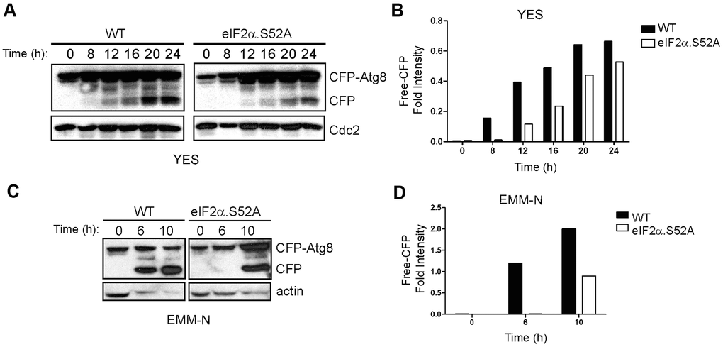 Delay of autophagy onset in eIF2α.S52A cells during the aging process. (A) WT and eIF2α.S52 values were normalized A cells expressing CFP-Atg8 were grown in YES medium and harvested at different time points. Cell extracts were analyzed by immunoblotting using antibodies against CFP and Cdc2 (loading control). (B) Quantitative analysis of CFP-Atg8 cleavage in panel (A). The intensity of CFP band was quantified and the values normalized using Cdc2 as loading control. (C, D) Similar experiments were performed with cells grown in minimal medium without nitrogen (EMM-N). Actin was used as loading control. Data information: (A–D) Shown results are representative of at least three independent experiments.