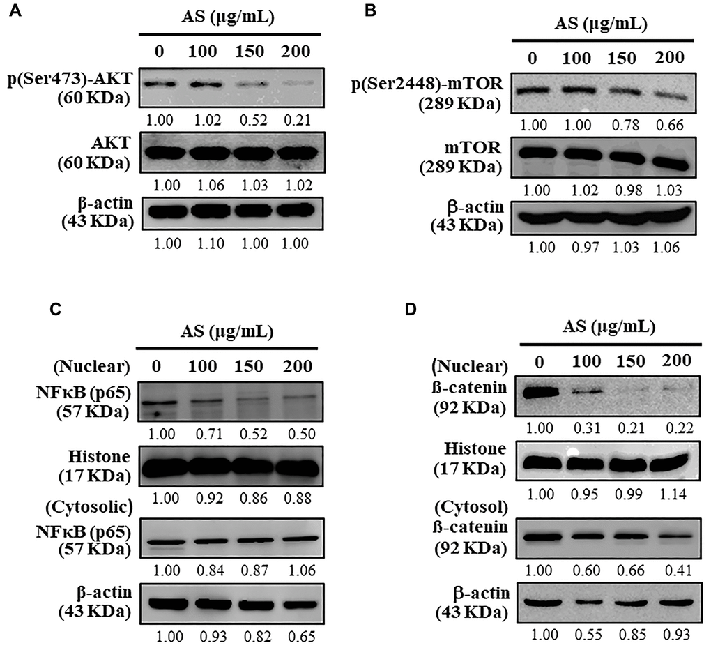 Inhibitory effects of AS on AKT, mTOR, and NFκB signaling pathways in SW620 cells. (A) Cells were treated with AS (100, 150, and 200 μg/mL) for 24 h. Immunoblotting was performed to measure the levels of p(Ser473)-AKT and AKT. (B) Cells were treated with AS (100, 150, and 200 μg/mL) for 24 h. Immunoblotting was performed to measure the levels of p(Ser2448)-mTOR and mTOR. (C) Cells were treated with AS (100, 150, and 200 μg/mL) for 24 h. Immunoblotting was performed to measure the levels of nuclear and cytosolic NFκB (p65). (D) Cells were treated with AS (100, 150, and 200 μg/mL) for 24 h. Immunoblotting was performed to measure the levels of nuclear and cytosolic β-catenin. Relative changes in the intensities of protein bands were measured using commercially available quantitative software with the control representing as 1-fold.