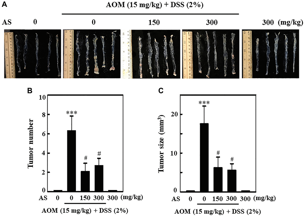 AS prevented AOM/DSS-induced tumor formation in ICR mice. Mice were injected intraperitoneally with a single dose (15 mg/kg) of AOM (the first week) followed by 3 times of 2% DSS given in the drinking water every two days (the second week). AS (150 and 300 mg/kg) was given oral administration every two days. Mice were sacrificed on 15 weeks after CAC induction. (A) The colon was removed and photographed. (B) Tumor numbers and (C) size were counted and calculated. Statistical significance was defined as ***p #p 