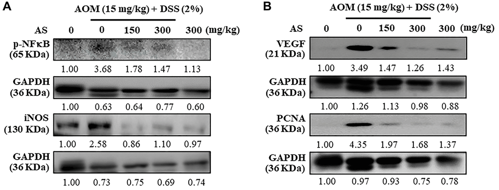 Mice were injected intraperitoneally with a single dose (15 mg/kg) of AOM (the first week) followed by 3 times of 2% DSS given in the drinking water every two days (the second week). AS (150 and 300 mg/kg) was given oral administration every two days. Mice were sacrificed on 15 weeks after CAC induction and the expression of (A) p-NFκB, iNOS (B) VEGF and PCNA were analyzed using Western blotting.