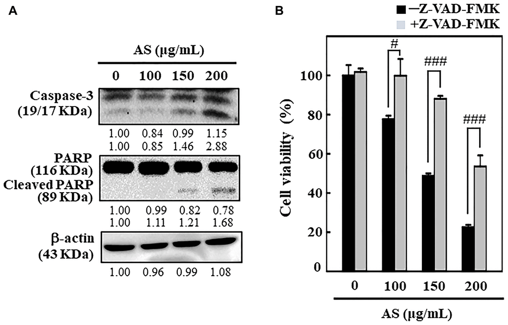 AS induces apoptosis in colon cancer SW620 cells. The cells were treated with 100, 150, and 200 μg/mL of AS for 24 h. (A) Caspase-3 and PARP protein levels were inspected by Western blotting. Relative changes in protein bands were analyzed by commercially available quantitative software (AlphaEase, Genetic Technology Inc. Miami, FL, USA), with control as 1-fold. (B) Cells treatment was done with 20 μM Z-VAD-FMK, a caspase inhibitor, for 1 h then followed by 100, 150, and 200 μg/mL AS for 24 h. MTT assay was performed to assess cell viability. The data are expressed as the mean ± SD (n = 3) of three replicates. The statistical significance was defined as #p ###p 