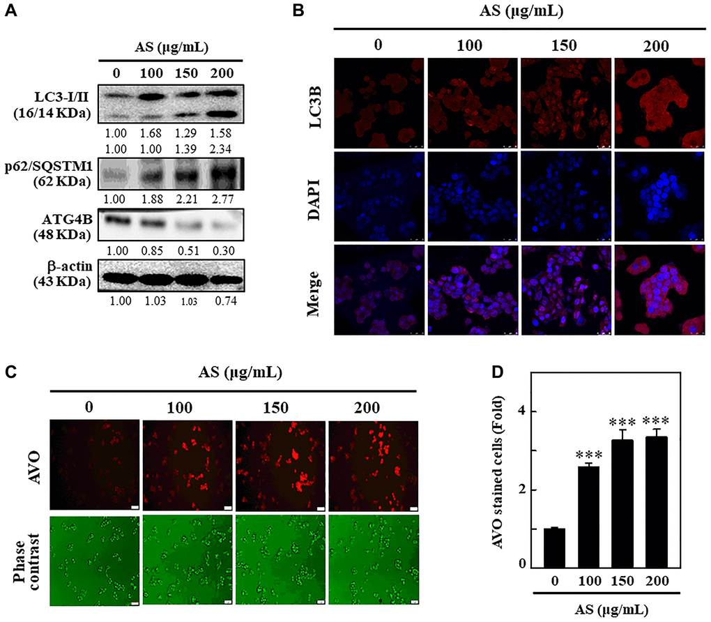 Induction of autophagy in SW620 cells by AS treatment. (A) AS triggers autophagy signaling molecules in SW620 cells. Cells were treated with AS (100, 150, and 200 μg/mL for 24 h, and then conversion of LC3-I to LC3-II and the expressions of p62/SQSTM1 and ATG4B were determined by Western blotting. β-actin was used as a loading control. Relative changes in the intensities of protein bands were measured by commercially available quantitative software. (B) Immunofluorescence detection of LC3B in the cells treated with AS (100, 150, and 200 μg/mL) for 24 h. (C) Cells were treated with 100, 150, and 200 μg/mL of AS for 24 h and stained with acridine orange for AVOs detection in untreated or AS-treated cells. The cells were examined through a red filter of fluorescence microscope. (D) The fold of cells with AVOs are represented in bar diagram. Values are expressed as the mean ± SD (n = 3). ***p 