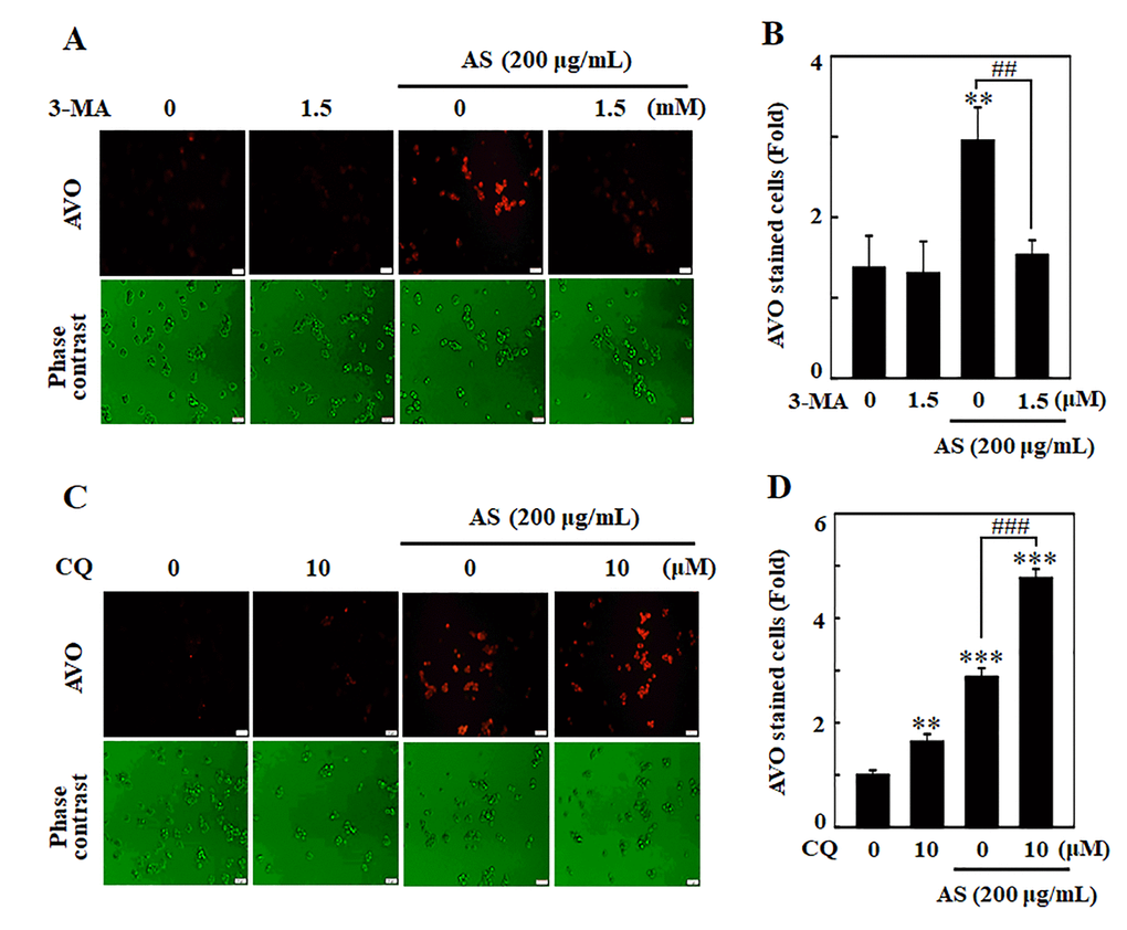 Inhibition of AS-induced autophagy by 3-MA and CQ inhibitors in SW620 cells. Cells were pretreated with autophagy inhibitor (A) 3-MA (1.5 mM) for 1 h followed by incubation with or without AS (200 μg/mL) for 24 h. Cells were stained with acridine orange and visualized under a red filter fluorescence microscope for AVOs measurement and (B) the fold of cells with AVOs are represented in bar diagram. Cells were pretreated with autophagy inhibitor (C) CQ (10 μM) for 1 h followed by incubation with or without AS (200 μg/mL) for 24 h. Cells were stained with acridine orange and visualized under a red filter fluorescence microscope for AVOs measurement and (D) the fold of cells with AVOs are represented in bar diagram. Results are expressed as the mean ± SD of three independent assays. **p ***p ##p ###p 