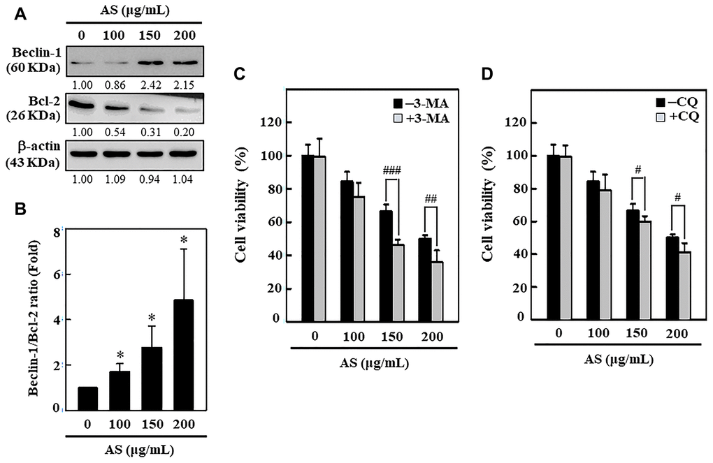 Induction of autophagy in SW620 cells by AS treatment. (A) AS increases the ratio of Beclin-1/Bcl-2. Dose-dependent AS (100, 150, and 200 μg/mL) effects of AS on changes in Beclin-1 and Bcl-2 proteins were determined by Western blotting. (B) Relative changes in the ratio of Beclin1/Bcl-2 in accord with the dose were measured by commercially available quantitative software with the control representing 1-fold. Enhancement of AS-induced cell death by 3-MA and CQ inhibitors in SW620 cells. Cells were first treated with autophagy inhibitors (C) 3-MA (1.5 mM) and (D) CQ (10 μM) for 1 h and then incubated in presence or absence of AS (0-200 μg/mL) for 24 h. Cell viability was analyzed by the MTT assay. Results are expressed as the mean ± SD of three independent assays. *p #p ##p ###p 