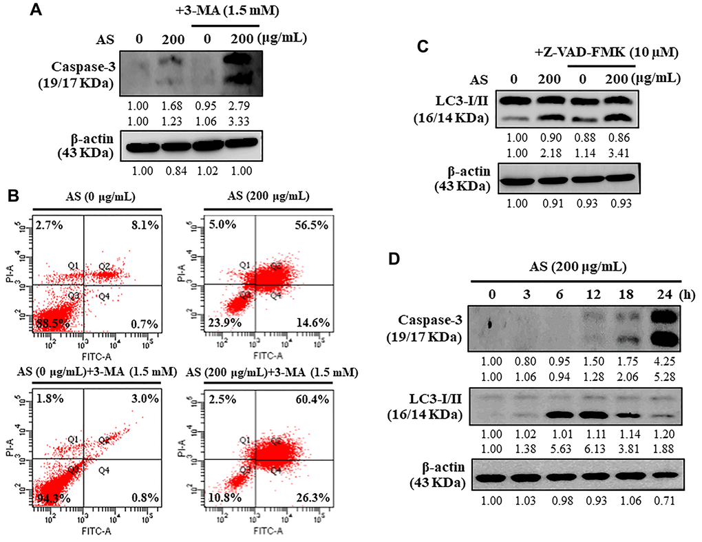 Interplay between AS-induced autophagy and apoptosis in SW620 cells. (A) At first the cells were treated with or without 3-MA (1.5 mM) for 1 h, and incubated with AS (200 μg/mL) for 24 h. Caspase-3 cleavage was determined by Western blotting. (B) AnnexinV-FITC/PI staining was carried out to know about early/late apoptosis or necrosis. Flow cytometry analysis with or without 3-MA (1.5 mM) for 1 h, and incubated with AS (200 μg/mL) for 24 h. (C) The cells were pretreated with or without Z-VAD-FMK (10 μM) for 1 h, followed by incubation with AS (200 μg/mL) for 24 h. (D) Time-dependent AS (200 μg/mL for 0–24 h) effects of AS on Caspase-3 and LC3-I/II proteins were estimated by Western blotting. Relative changes in accord with the time were determined by commercially available quantitative software representing the control as 1-fold.