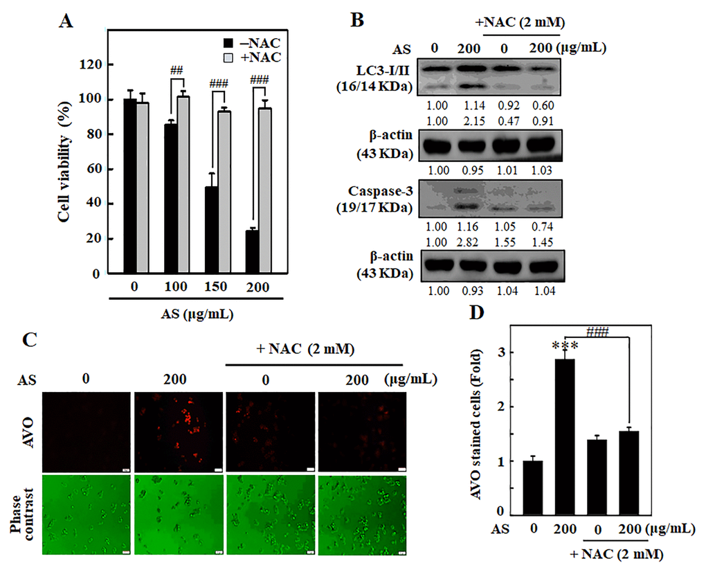 ROS is involved in AS-activated autophagy and apoptosis in SW620 cells. Cells were earlier treated with or without ROS inhibitor (NAC, 1 mM) for 1 h, followed by AS (100–200 μg/mL) treatment for 24 h. (A) Cell viability was assayed by the MTT assay. (B) The expressions of LC3-I/II and Caspase-3 were measured by Western blotting. The relative changes in the expression of protein bands were estimated by commercially available quantitative software representing control as 1-fold. (C) Cells were stained with acridine orange and visualized through a red filter fluorescence microscope to detect AVOs. (D) The fold of cells with AVOs are represented in bar diagram. Results are expressed as the mean ± SD of three independent assays. ***p ##p ###p 