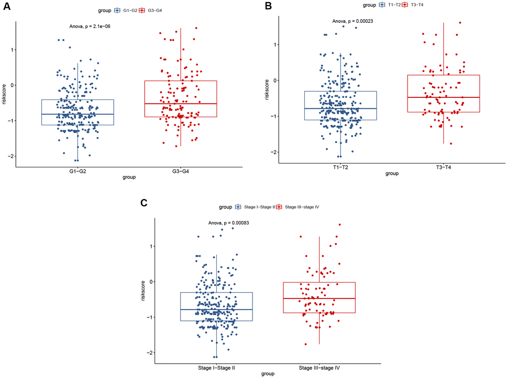 Significant differences of risk score were found between: (A) different tumor grades; (B) different T stages; and (C) different AJCC stages.