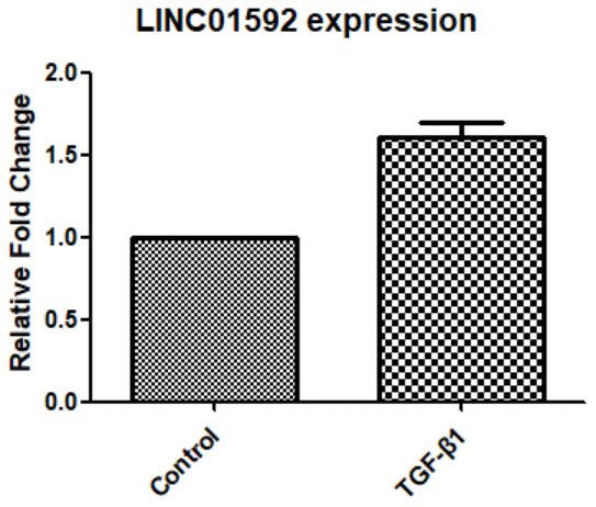 Expression of LINC01592 was increased following induction of RPE cells by TGF-β1, as detected by RT-PCR. Expression of LINC01592 mRNA was increased following induction with TGF-β1. The difference in expression levels between the two groups was statistically significant (P  0.05).