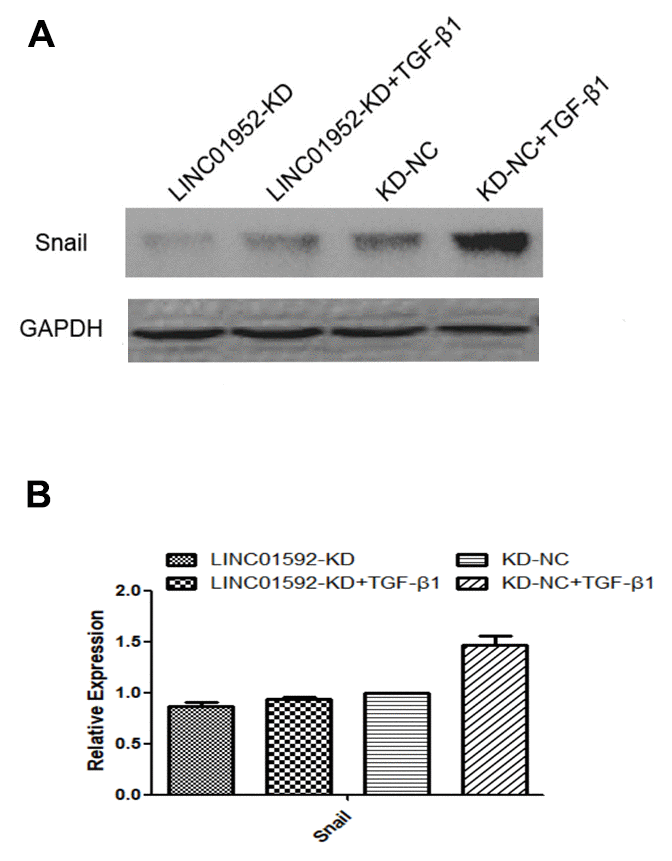 LINC01592 knockdown decreased TGF-β1-induced upregulation of the EMT-related transcription factor Snail. Expression of the EMT-related transcription factor Snail was detected by western blot. The difference of expression levels between groups was statistically significant (A, B; P  0.05).