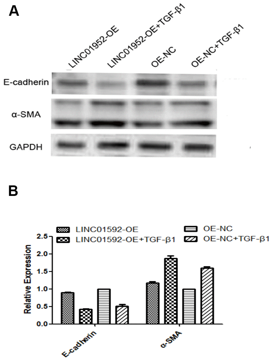 LINC01592 overexpression enhanced the EMT of hRPE cells induced by TGF-β1. Expression of EMT molecular makers E-cadherin and α-SMA were detected by western blot. (A) The difference in expression levels between groups was statistically significant (B, P  0.05).