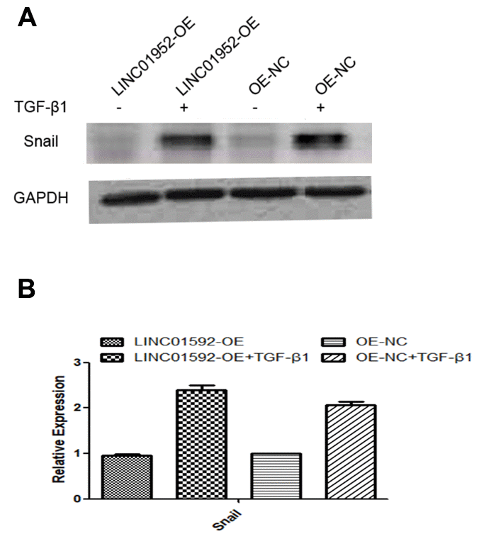 LINC01592 overexpression increased TGF-β1 induced upregulation of the EMT-related transcription factor Snail. Expression of the EMT-related transcription factor Snail was detected by western blot. The difference in expression levels between groups was statistically significant (A, B; P  0.05).