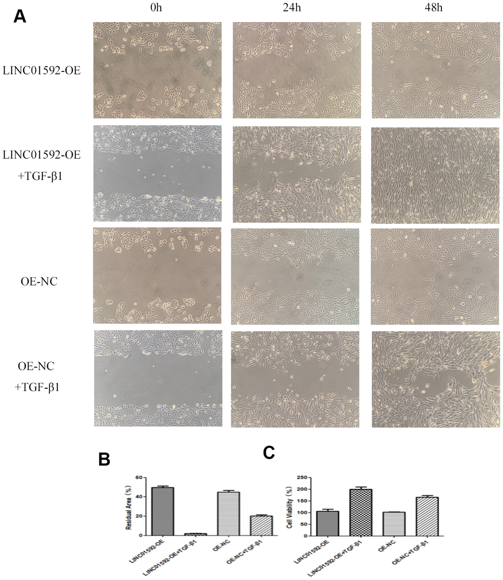 LINC01592 overexpression increased the proliferation and migration of RPE cells. Migration of RPE cells in each group was observed at 0, 24, and 48 h (A). The residual area of scratch space for RPE cells in each group after transfection and induction by TGF-β1 for 48 h (B). Viability of RPE cells was detected by CCK-8 after transfection and induction by TGF-β1 for 48 h (C). The difference in expression levels between groups was statistically significant (P  0.05).