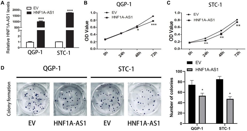 Over-expression of HNF1A-AS1 suppressed cell viability. (A) The transfection rate of HNF1A-AS1 plasmids was validated by qRT-PCR. (B, C) CCK8 was performed to analyze the growth rate of GEP-NENs cells transfected with HNF1A-AS1 over-expression plasmid or control (EV). (D) The colony formation ability of GEP-NENs cells transfected with HNF1A-AS1 or EV was determined.*p **p 