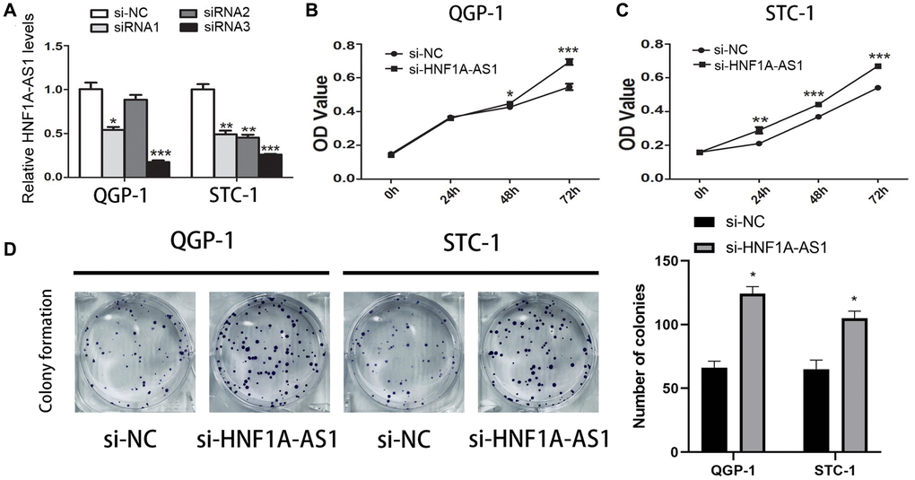Knockdown of HNF1A-AS1 promoted cell viability. (A) qRT-PCR was performed to detect the best efficiency of siRNA-HNF1A-AS1-1, siRNA-HNF1A-AS1-2 and siRNA-HNF1A-AS1-3. Among them, siRNA-HNF1A-AS1-3 showed the best efficiency in both two cell lines. (B–C) CCK8 revealed that knockdown of HNF1A-AS1 induced increase of cell viability in both two cell lines. (D) The colony formation ability of GEP-NENs cells transfected with si-HNF1A-AS1 or negative control (si-NC) was determined. *p **p 
