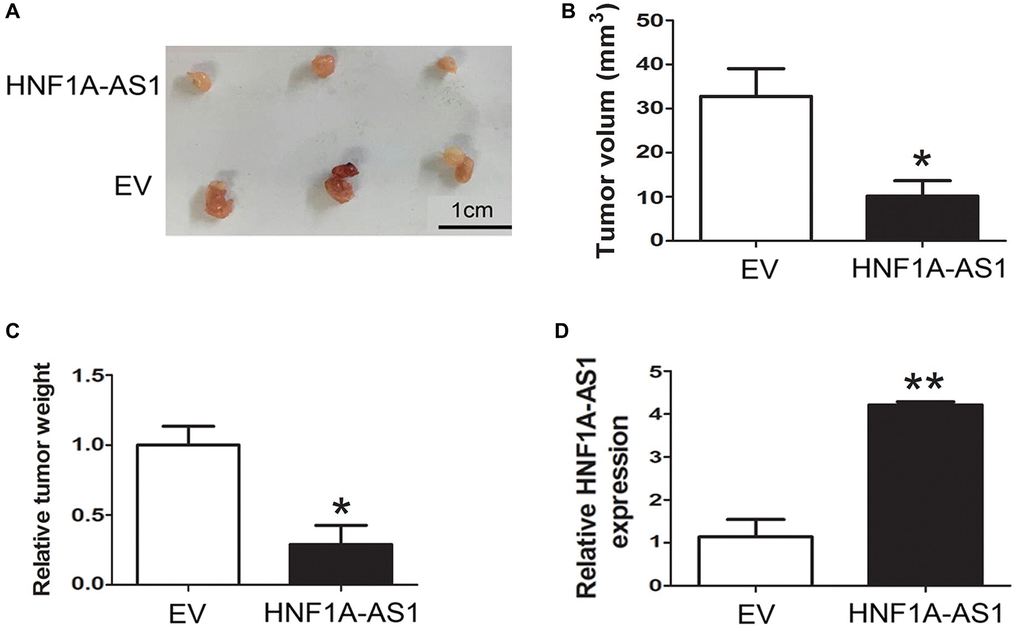 HNF1A-AS1 inhibited GEP-NENs tumorigenesis in vivo. (A) The HNF1A-AS1 over-expression group or EV group were used for tumorigenesis assay. Five weeks later, the mice were killed and the tumor nodules were harvested. (B–C) Tumor growth curves after subcutaneous injection of QGP-1 cells transfected with HNF1A-AS1 over-expression plasmid or EV were shown. The tumor volumes and weights were measured every 7 days after inoculation. (D) qRT-PCR was performed to validate the higher level of HNF1A-AS1 in over-expression group than in EV group. *p **p 