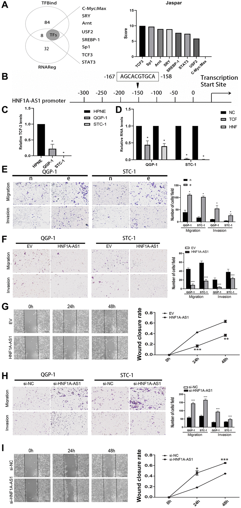 TCF3 down-regulated HNF1A-AS1 and promoted cell migration and invasion. (A) The potential transcription factors of HNF1A-AS1 were predicted by TFbind and RNAreg respectively. The score of each transcription factor was ranked by JASPAR. (B) JASPAR was used to detect the putative binding sites between TCF3 and HNF1A-AS1. (C) qRT-PCR was performed to analyze the level of HNF1A-AS1 in HPNE cell compared with in GEP-NENs cell. (D) Knockdown of TCF3 resulted in decrease of HNF1A-AS1 in GEP-NENs cells. (E) Transwell was performed to investigate the effect of TCF3 knockdown (group e) on GEP-NENs cells migration and invasion. (F–G) Over-expression of HNF1A-AS1 down-regulated cell migration and invasion by transwell and wound healing assay. (H–I) Knockdown of HNF1A-AS1 increased cell migration and invasion by transwell and wound healing assay. *p **p 