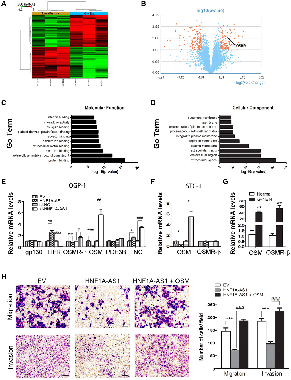 HNF1A-AS1 inhibited cellular invasion targeting OSM. (A–B) Totally of 280 discrepant coding genes were identified by GeneChip array analysis. (C) Receptor binging was found as one of the top ten GO terms in the molecular function analysis. (D) In cellular component analysis, extracellular space was the most represented component. (E) OSM expression was the most discrepant gene following dys-regulation of HNF1A-AS1 in QGP-1 cells by qRT-PCR. (F–G) OSMR-β and OSM expression was tested in STC-1 cells and human samples by qRT-PCR. (H) Transwell was performed to analyze the effect of OSM on cell migration and invasion. *p **p 