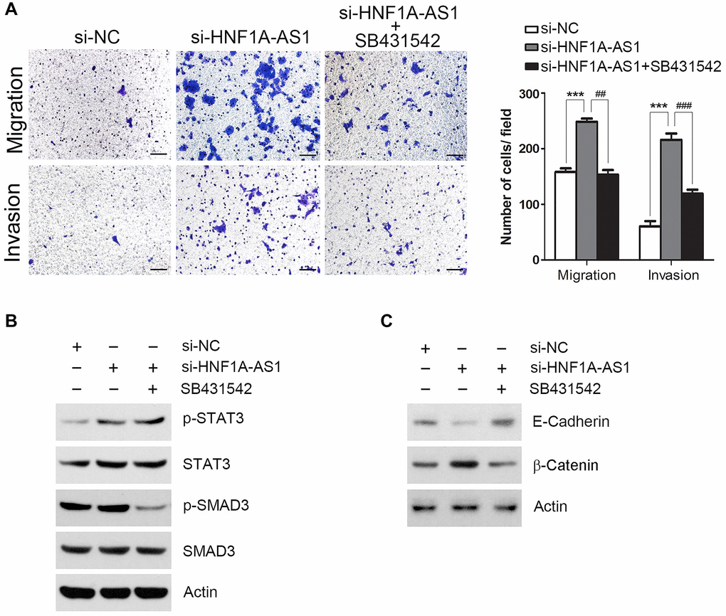 TGFβ signaling was essential for HNF1A-AS1 mediated cell migration and invasion. (A) Transwell was performed to analyze the effect of SB431542 on TGFβ signaling pathway. (B) TGFβ signaling transduction by si-HNF1A-AS1 and/or SB431542 was validated by western blot. (C) Western blot was used to analyze the effect of SB431542 on EMT markers after knockdown of HNF1A-AS1. *p **p 
