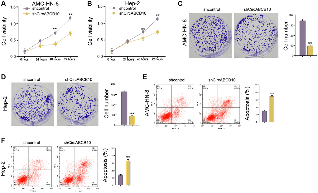 CircABCB10 promotes proliferation and inhibits apoptosis of LSCC cells. (A–E) The AMC-HN-8 and Hep-2 cells were treated with control shRNA or circABCB10 shRNA. (A and B) The cell viability was tested by the MTT assays in the cells. (C and D) The cell proliferation was measured by the colony formation assays in the cells. (E and F) The cell apoptosis was analyzed by flow cytometry analysis in the cells. Data are presented as mean ± SD. Statistic significant differences were indicated: **P 