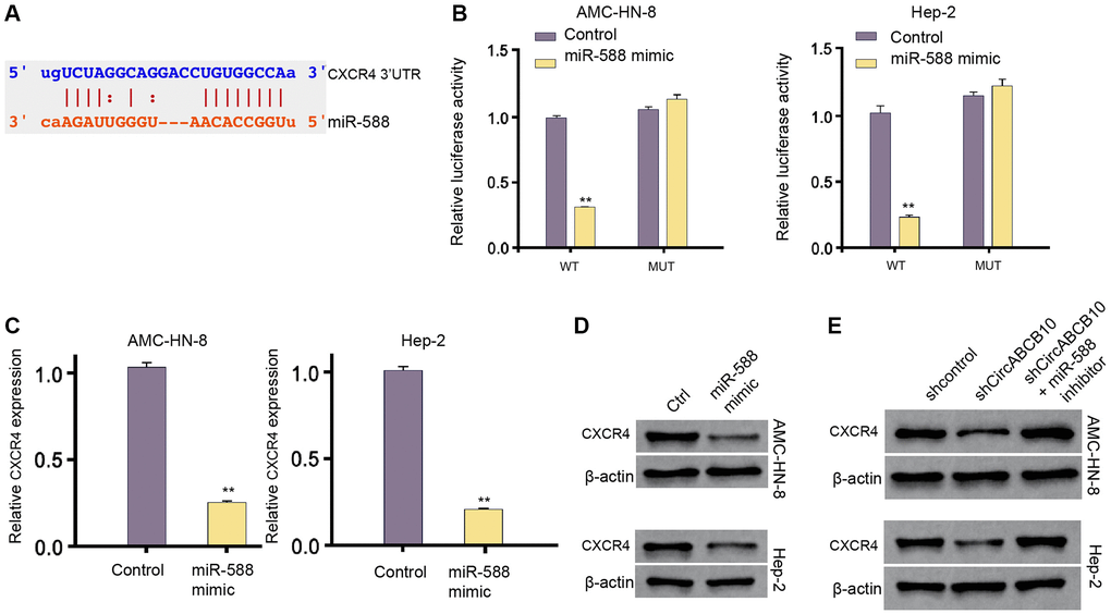 MiR-588 is able to target CXCR4 in LSCC cells. (A) The interaction of miR-588 and CXCR4 3′UTR was identified by bioinformatic analysis using Targetscan (http://www.targetscan.org/vert