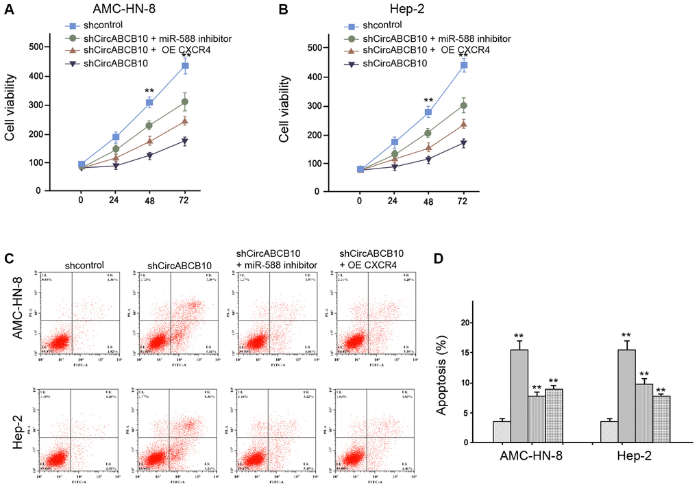 CircABCB10 contributes to LSCC progression by miR-588/CXCR4 axis. (A–D) The AMC-HN-8 and Hep-2 cells were treated control shRNA, circABCB10 shRNA, or co-treated with circABCB10 shRNA and miR-588 inhibitor or pcDNA-CXCR4. (A and B) The cell viability was analyzed by MTT assays in the cells. (C and D) The cell apoptosis was tested by flow cytometry analysis in the cells. Data are presented as mean ± SD. Statistic significant differences were indicated: **P 