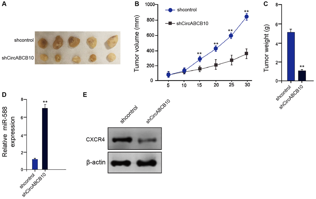 CircABCB10 promotes the tumor growth of LSCC in vivo. (A–E) The effect of circABCB10 on tumor growth of LSCC cells in vivo was analyzed by nude mice tumorigenicity assay by injected with the AMC-HN-8 cells treated with control shRNA or circABCB10 shRNA. (A) Representative images of dissected tumors from nude mice were presented. (B) The average tumor volume was calculated and shown. (C) The average tumor weight was calculated and shown. (D) The expression levels of miR-588 were measured by qPCR in the tumor tissues of the mice. (E) The protein expression of CXCR4 and β-actin was assessed by Western blot analysis in the tumor tissues of the mice. N = 5. Data are presented as mean ± SD. Statistic significant differences were indicated: **P 