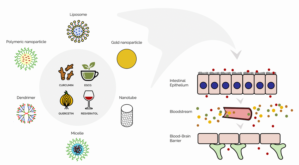 Schematic representation of the nanodelivery of phytochemicals to the brain.