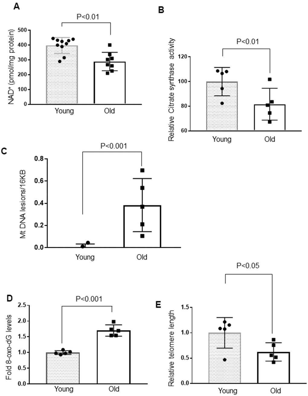 Cardiac aging is associated with decreased mitochondrial function and increased mtDNA and telomere damage. (A) Quantification of NAD+ in the heart lysate of Young and Old mice. Values are mean ± SE, n = 8-10. (B) Relative mitochondrial citrate synthase activity in the heart of Young and Old mice. Values are mean ± SE, n = 5. (C) Relative mitochondrial DNA lesions in the heart of Young and Old mice. (D) 8-Oxo-dG content in the DNA of the whole heart of Young and Old mice. All values are mean ± SE, n = 5. (E) Relative telomere length of Young and Old mice. Values are mean ± SE, n = 5.
