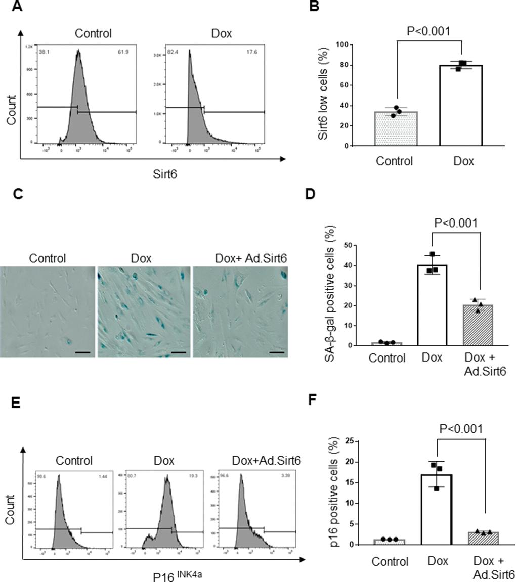 Sirt6 overexpression protects cardiomyocytes from senescence. (A) Flow cytometric analysis of senescence induced H9c2 cardiomyocytes. The Gated region indicates percentages of cells expressing low levels of SIRT6. Values are the average of three independent experiments, Mean ± SE. (B) Quantification of SIRT6 in samples shown in (A). (C) Representative images of β-galactosidase staining of control and senescence induced cardiomyocytes transduced with empty or SIRT6 adenovirus scale bars, 100 μm. (D) Quantification of senescent cells in (C). Values are average of three independent experiments, Mean ± SE. (E) Flow cytometric analysis of control and senescence induced cardiomyocytes transduced with empty or SIRT6 adenovirus. The Gated region indicates the percentages of cells expressing p16. Values are the average of three independent experiments, Mean ± SE. (F) Quantification of p16 levels in samples shown in (E).