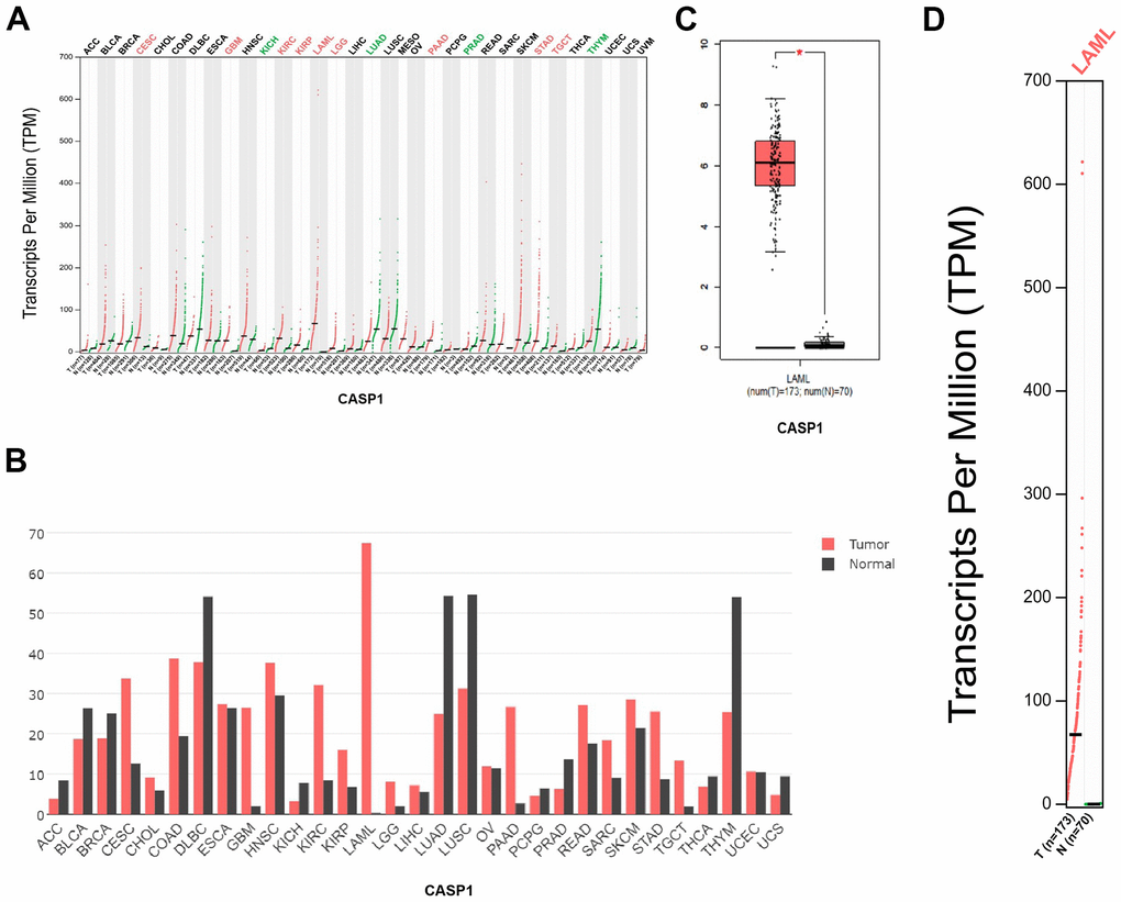 CASP1 expression in leukemia (GEPIA). (A, B) CASP1 expression in multiple cancers. (C, D) CASP1 expression in AML.