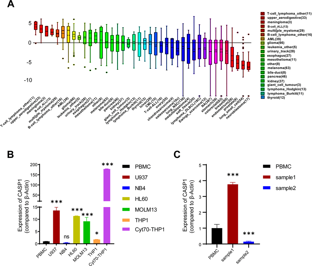 CASP1 expression in leukemia cell lines and AML patients. (A) CASP1 expression in multiple cancer cell lines (CCLE). (B) CASP1 expression in AML cell lines and PBMC. (C) CASP1 expression of 2 patients at initial relapse of AML (sample 1) and at newly diagnosed of AML (sample 2). *, p 