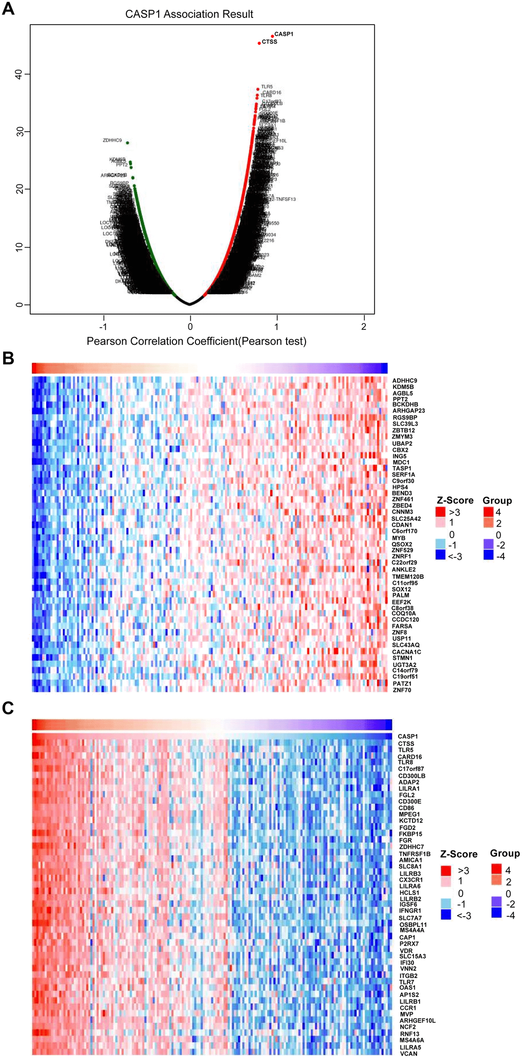 Genes differentially expressed in correlation with CASP1 in AML (LinkedOmics). (A) Using Pearson test to analyze genes differentially expressed in correlation with CASP1 in AML. (B, C) Heat maps showed that top 50 genes were significantly negatively and positively correlated with CASP1, respectively.