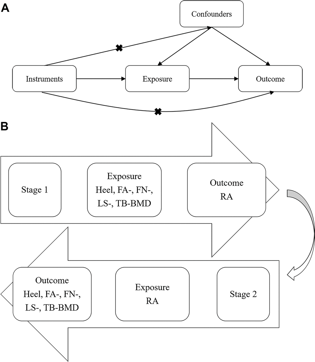 Workflow of bi-directional MR analysis. (A) The fundamental idea of MR analysis: If we cannot randomize the exposure, we can find a randomized instrumental variable to disentangle (B) Workflow of our bi-directional MR analysis. MR: Mendelian randomization; BMD: Bone mineral density; RA: Rheumatoid arthritis.