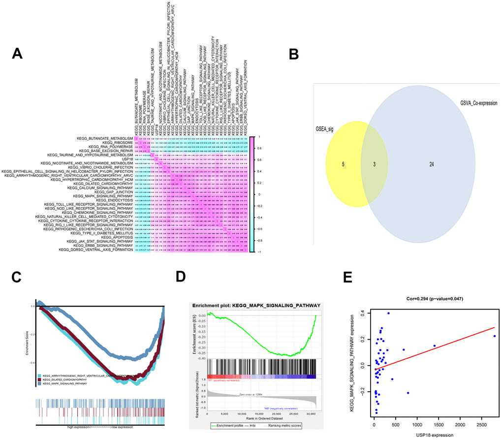 The KEGG pathways downstream of USP18 in EN DLBCL. (A) The coexpression heatmap of USP18 and KEGG pathways selected by GSVA. (B) The Venn plot to show overlapped KEGG pathways in both GSVA and GSEA; (C) The GSEA of overlapped KEGG pathways; (D) The GSEA of MAPK pathway; (E) The correlation between USP18 and MAPK signaling pathway. Abbreviations: GSVA, Gene set variation analysis; GSEA, Gene set enrichment analysis; MAPK, Mitogen-activated protein kinase.