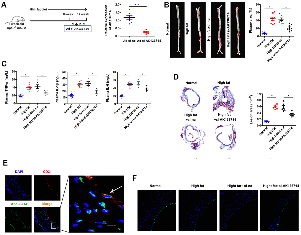 Overexpression of AK136714 inhibits atherosclerosis. (A) qPCR was used to detect the expression of AK136714 in vascular tissue of each group. (B) Vascular oil red O staining was performed to detect the degree of atherosclerosis. (C) ELISA was used to assess inflammatory factor expression. (D) Oil red O staining was performed to detect the degree of vascular injury. (E) Immunofluorescence detection showed that AK136714 is mainly in the cytoplasm of endothelial cells and colocalizes with the endothelial marker CD31. (F) Immunofluorescence staining of CD31 showed that high fat damages endothelial cells, and AK136714 knockdown can reverse endothelial cell damage. (n = 8, *P 