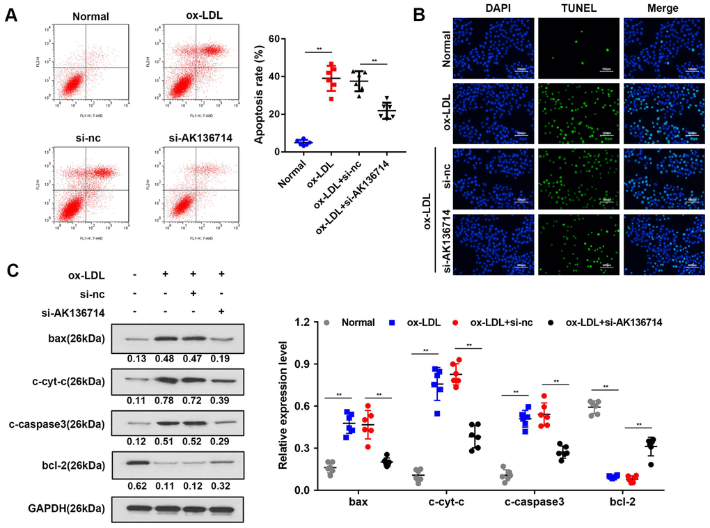 Overexpression of AK136714 inhibits endothelial cell apoptosis. (A) Flow cytometry was used to detect the apoptosis of vascular endothelial cells in ox-LDL-induced injury models. (B) TUNEL assay was performed to detect changes in apoptosis. (C) Western blot was used to detect the changes in expression of apoptosis-related proteins. (n=6, **P 