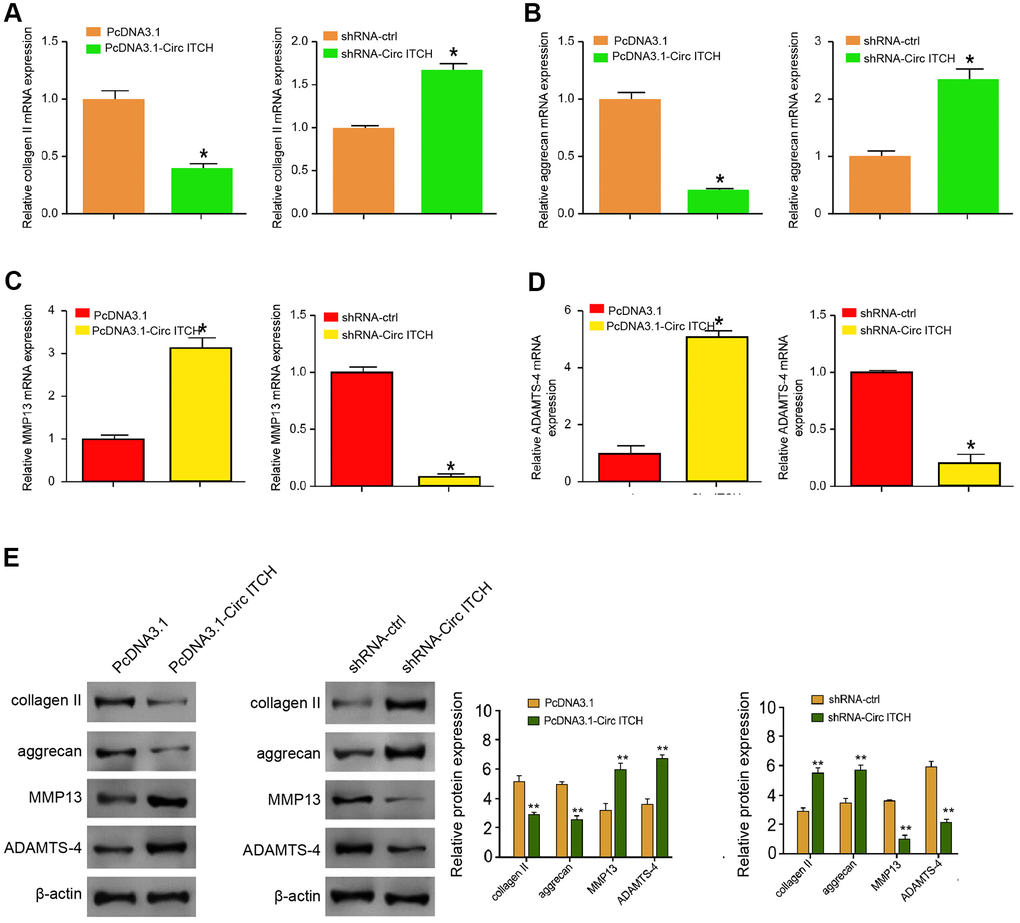 CircITCH promotes ECM degradation of degenerative NP cells. (A–E) The NP cells were infected with lentiviral plasmids carrying circITCH shRNA or corresponding control shRNA or transfected with the pcDNA3.1 or the pcDNA3.1-circITCH overexpression vector. (A–D) The mRNA expression of collagen II (A), aggrecan (B), MMP13 (C), and ADAMTS4 (D) was measured by qPCR in the cells. (E) The protein expression of collagen II, aggrecan, MMP13, ADAMTS4, and β-actin was tested by Western blot analysis in the cells. Data are presented as mean ± SD. Statistic significant differences were indicated: * P 