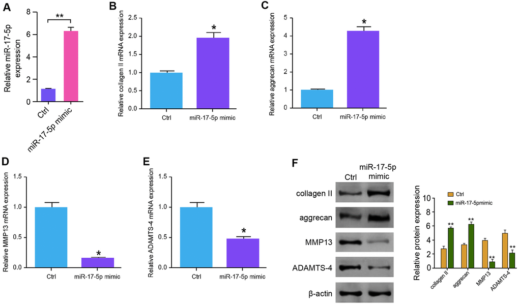 MiR-17-5p inhibits ECM degradation in the degenerative NP cells. (A–F) The NP cells were treated with the miR-17-5p mimic or control mimic. (A) The expression levels of miR-17-5p were tested by qPCR in the cells. (B–E) The mRNA expression of collagen II (B), aggrecan (C), MMP13 (D), and ADAMTS4 (E) was measured by qPCR in the cells. (F) The protein expression of collagen II, aggrecan, MMP13, ADAMTS4, and β-actin was determined by Western blot analysis in the cells. Data are presented as mean ± SD. Statistic significant differences were indicated: * P P 