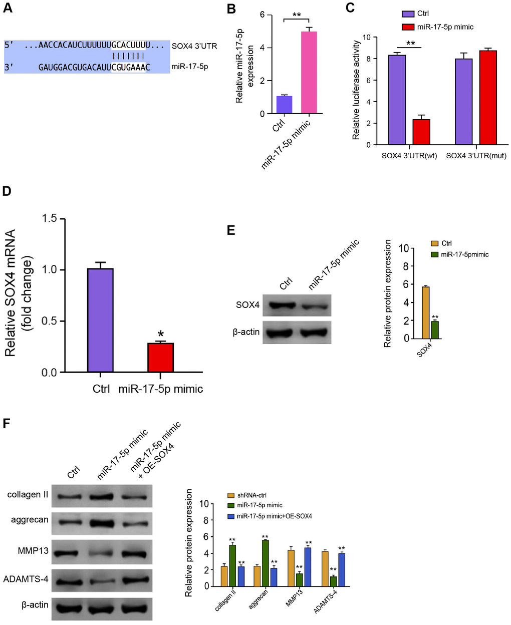 MiR-17-5p targets SOX4 in NP cells. (A) The interaction of miR-17-5p and SOX4 3’ UTR was identified by bioinformatic analysis using Targetscan (http://www.targetscan.org/vert