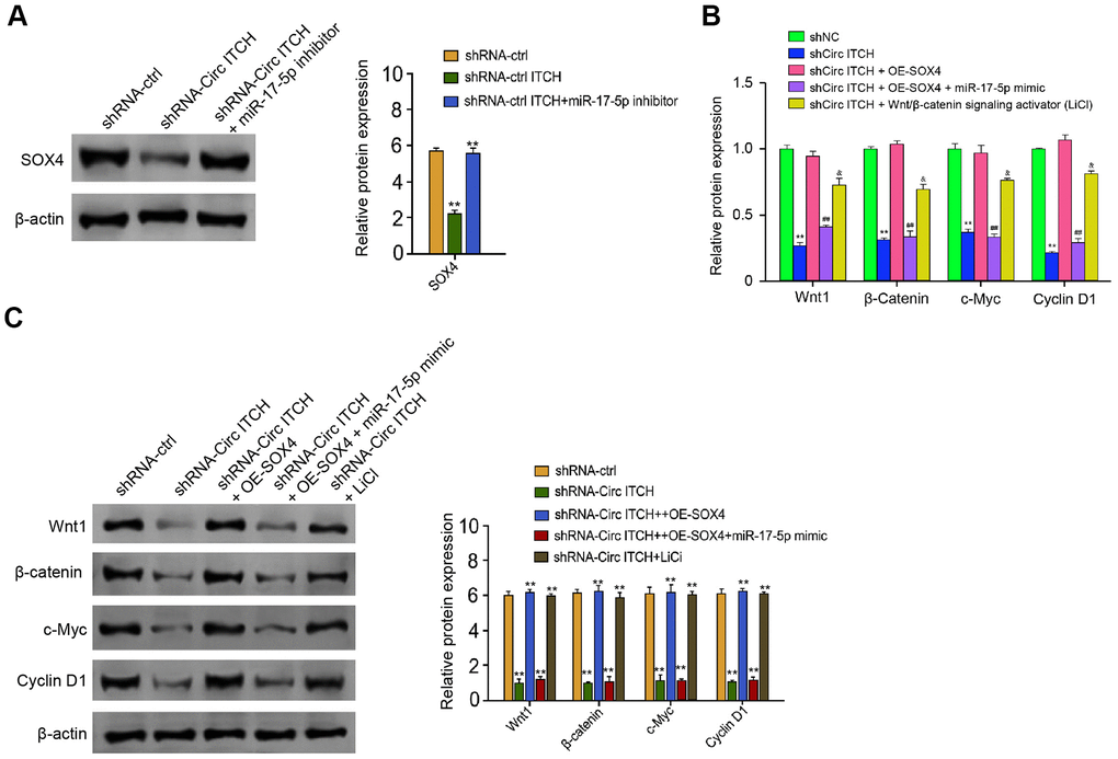 CircITCH activates Wnt/β-catenin signaling by targeting miR-17-5p/SOX4 axis. (A) The NP cells were transfected with control shRNA, lentiviral plasmids carrying circITCH shRNA, or co-treated with lentiviral plasmids carrying circITCH shRNA and miR-17-5p inhibitor. The protein expression of SOX4 and β-actin was tested by Western blot analysis in the cells. (B, C) The NP cells were transfected with control shRNA, lentiviral plasmids carrying circITCH shRNA, or co-treated with lentiviral plasmids carrying circITCH shRNA and pcDNA3.1-SOX4 overexpression vector, lentiviral plasmids carrying circITCH shRNA, pcDNA3.1-SOX4 overexpression vector, and miR-17-5p mimic, or lentiviral plasmids carrying circITCH shRNA and LiCl. The expression of Wnt1, β-catenin, c-Myc, Cyclin D1, and β-actin was analyzed by Western blot analysis in the cells. The results of Western blot analysis were quantified by ImageJ software. Data are presented as mean ± SD. Statistic significant differences were indicated: * P P 