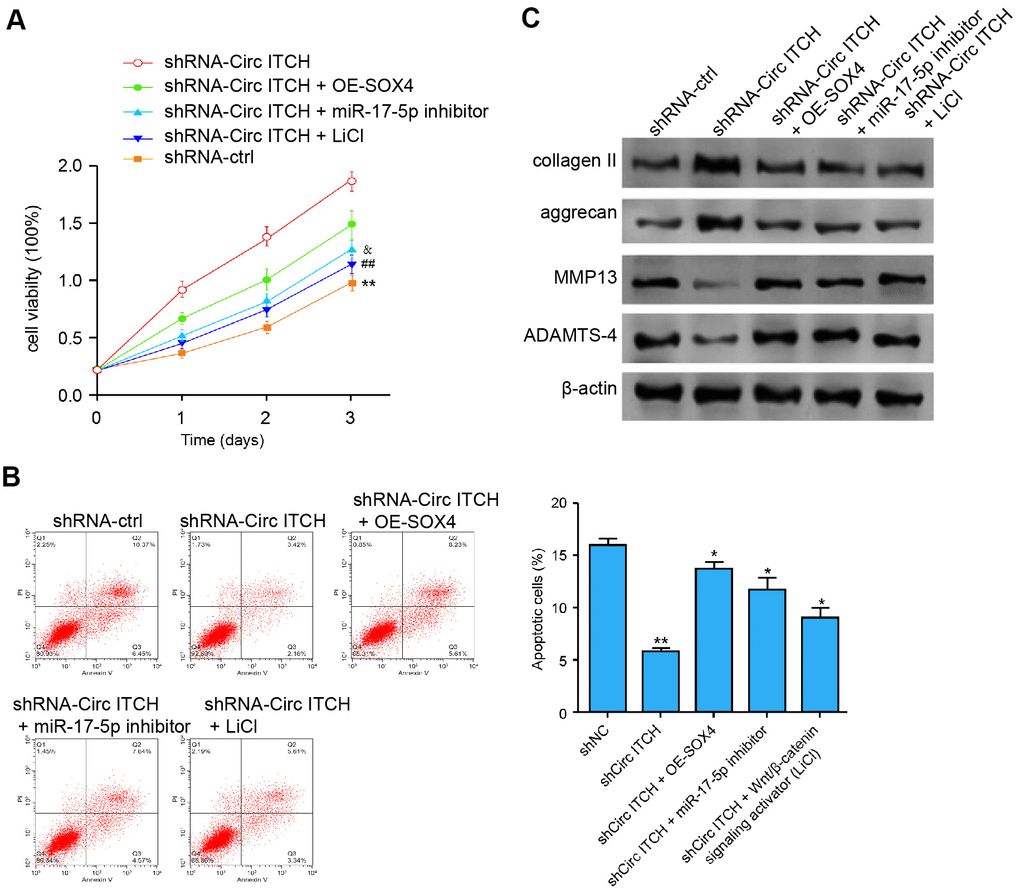 CircITCH contributes to ECM degradation of degenerative NP cells by modulating miR-17-5p/SOX4/Wnt/β-catenin signaling. (A–C) The NP cells were transfected with control shRNA, lentiviral plasmids carrying circITCH shRNA, or co-treated with lentiviral plasmids carrying circITCH shRNA and pcDNA3.1-SOX4 overexpression vector, miR-17-5p inhibitor, or LiCl. (A) The cell proliferation was analyzed by CCK-8 assays in the cells. (B) Cell apoptosis was tested by flow cytometry analysis in the cells. (C) The protein expression of collagen II, aggrecan, MMP13, ADAMTS4, and β-actin was analyzed by Western blot analysis in the cells. Data are presented as mean ± SD. Statistic significant differences were indicated: * P P 